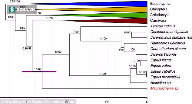 Tìm thấy loài thú ẩn dật trong kỷ băng hà khiến Charles Darwin bối rối giải mã - Ảnh 2.