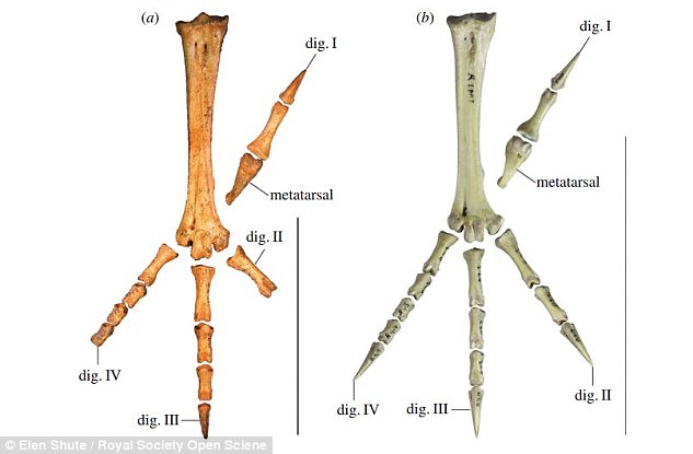 Tìm thấy loài gà to bằng Kangaroo, sống ẩn dật gần 2 triệu năm trước - Ảnh 2.