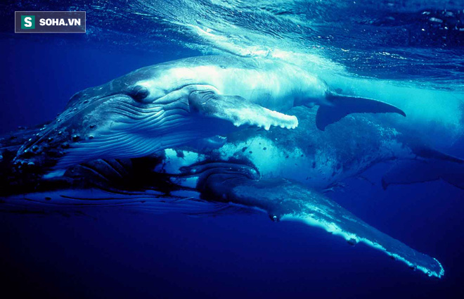 Bí mật thảm họa biến cá voi trở thành sinh vật to lớn nhất hành tinh - Ảnh 1.