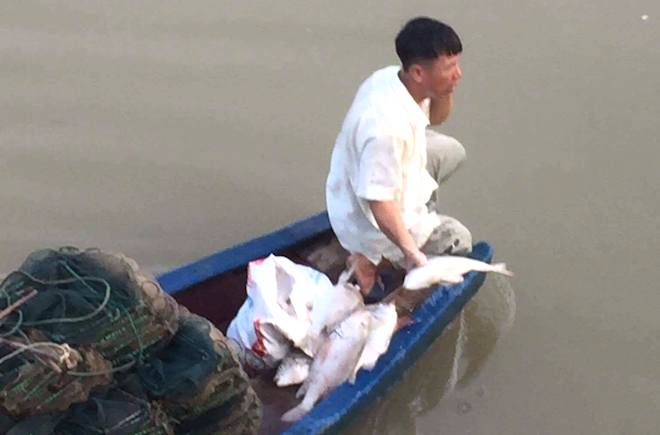 Nhiều loại cá có giá hàng trăm nghìn/1kg chết nổi trắng sông ở Nghệ An - Ảnh 3.