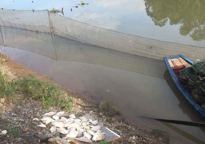 Nhiều loại cá có giá hàng trăm nghìn/1kg chết nổi trắng sông ở Nghệ An - Ảnh 1.