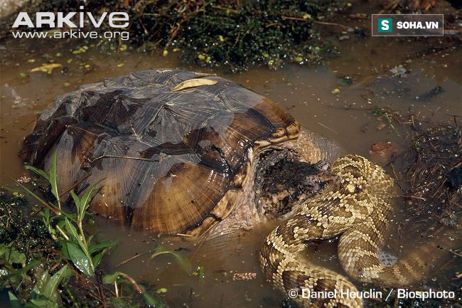 Lỡ đi vào lãnh địa của rùa, rắn nước độc bị xẻ thịt không thương tiếc - Ảnh 2.