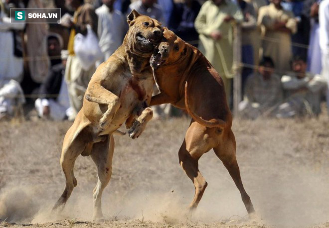 Ba đánh một: Pitbull quyết hội đồng kẻ thù mà vẫn bị tẩn cho vừa chột vừa què - Ảnh 1.