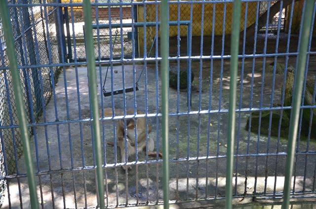 Vì sao vườn thú duy nhất ở Đà Nẵng có từ 30 năm qua bị đề nghị xóa sổ? - Ảnh 1.