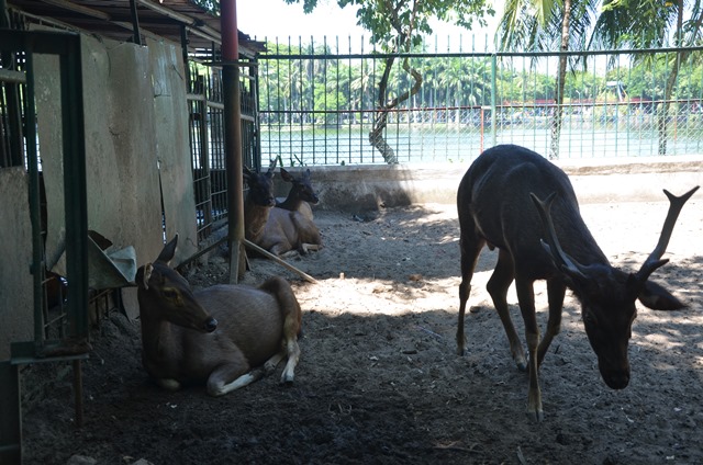 Vì sao vườn thú duy nhất ở Đà Nẵng có từ 30 năm qua bị đề nghị xóa sổ? - Ảnh 2.