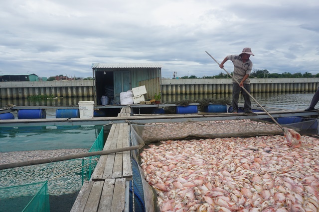 Gần 100 tấn cá nuôi chết trắng sông Cổ Cò, dân không kịp trở tay - Ảnh 1.