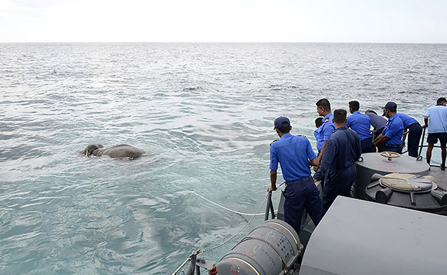 Chuyện hy hữu: Bị trôi lạc ra biển 15km, chú voi rừng may mắn được hải quân cứu sống - Ảnh 2.
