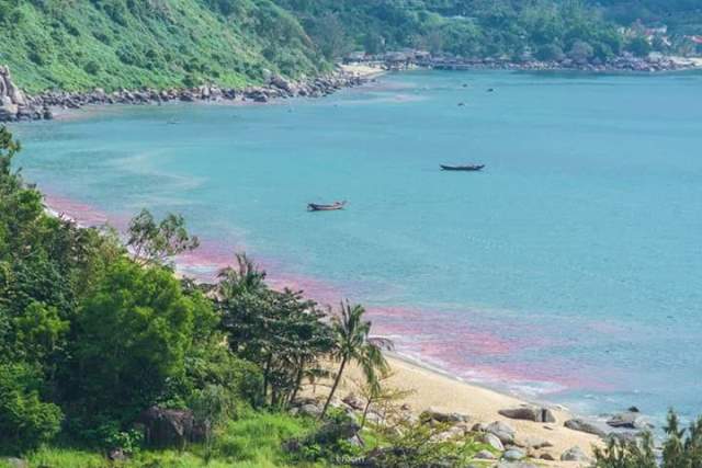Vệt nước đỏ ở biển Đà Nẵng là ấu trùng ruốc - Ảnh 1.