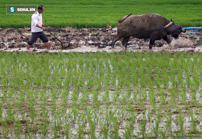 Một nhà khoa học Trung Quốc nghĩ ra cách trồng lúa trong nước ngập mặn - Ảnh 1.