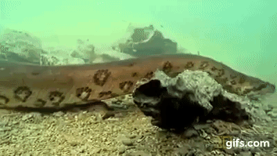 Video: Cận cảnh quái thú khổng lồ Anaconda truy sát cá sấu đến tận cùng - Ảnh 1.