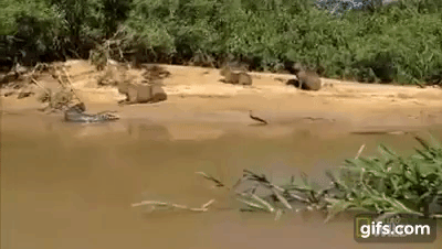 Video: Cận cảnh quái thú khổng lồ Anaconda truy sát cá sấu đến tận cùng - Ảnh 4.