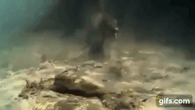 Video: Cận cảnh quái thú khổng lồ Anaconda truy sát cá sấu đến tận cùng - Ảnh 2.
