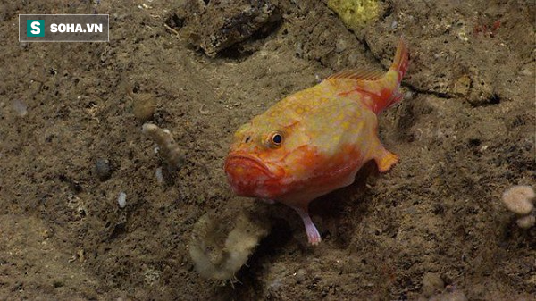 Tuy sống dưới đáy biển sâu hàng nghìn mét nhưng loài cá này lại di chuyển... bằng chân - Ảnh 1.