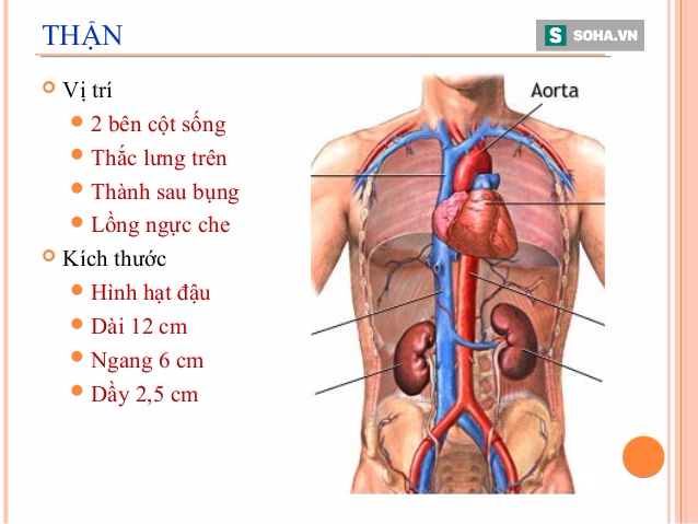 6 điều bất di bất dịch ai cũng nên thuộc lòng để cả đời không lo bệnh thận - Ảnh 1.