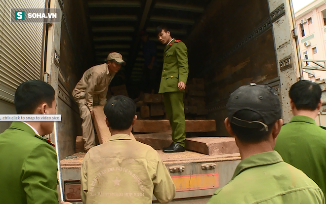 Chiêu giấu hơn 80m3 gỗ Đinh Hương quý trên xe tải chở đầy ngô, lúa - Ảnh 1.