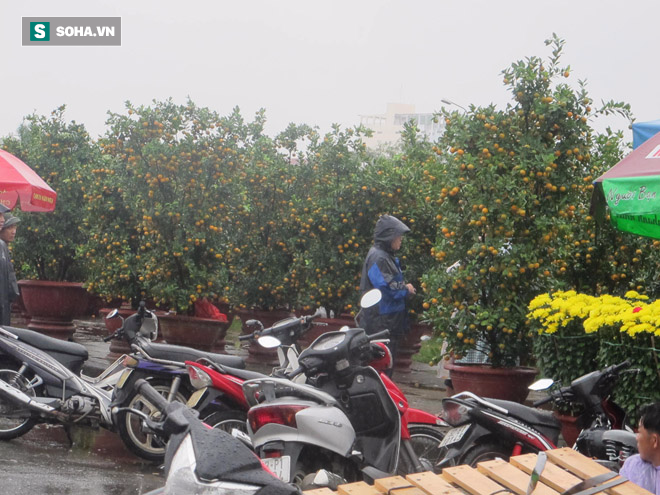 Chủ tịch Đà Nẵng đi chợ hoa ngày mưa, nghe người dân chia sẻ khó khăn - Ảnh 3.