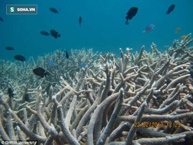 Phát hiện thủ phạm có thể giết chết rạn san hô lớn nhất thế giới - Ảnh 1.