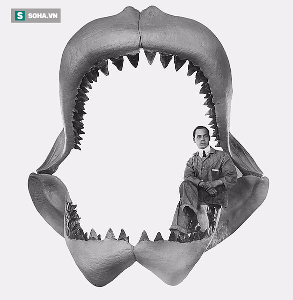 Khoa học đã tìm ra lý do tuyệt chủng của Megalodon, loài cá mập lớn nhất thế giới - Ảnh 2.