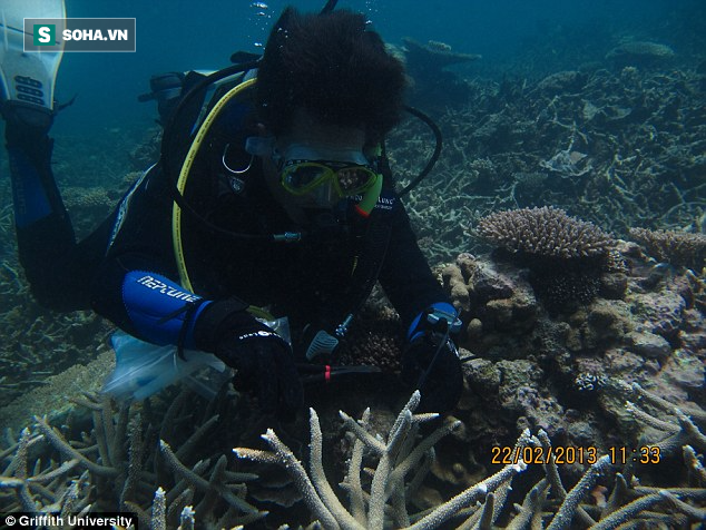 Phát hiện thủ phạm có thể giết chết rạn san hô lớn nhất thế giới - Ảnh 3.