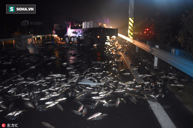 2 tấn cá bất ngờ bị hất văng xuống mặt đường, mất 300 triệu đồng lái xe không kịp trở tay - Ảnh 1.