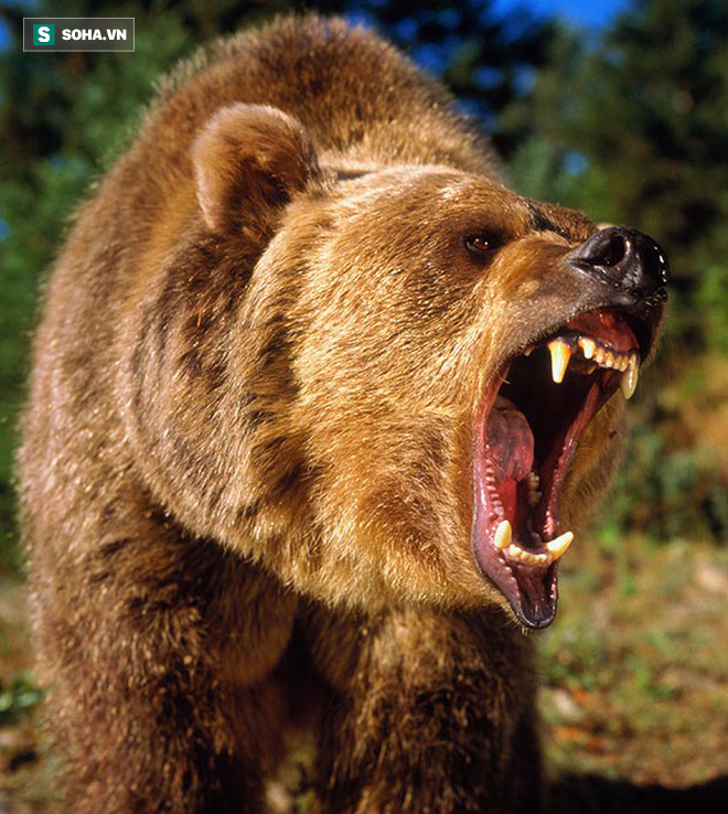 Bị cơn đói hành hạ, gấu xám liều lĩnh độc chiến 4 con sói để cướp mồi - Ảnh 1.