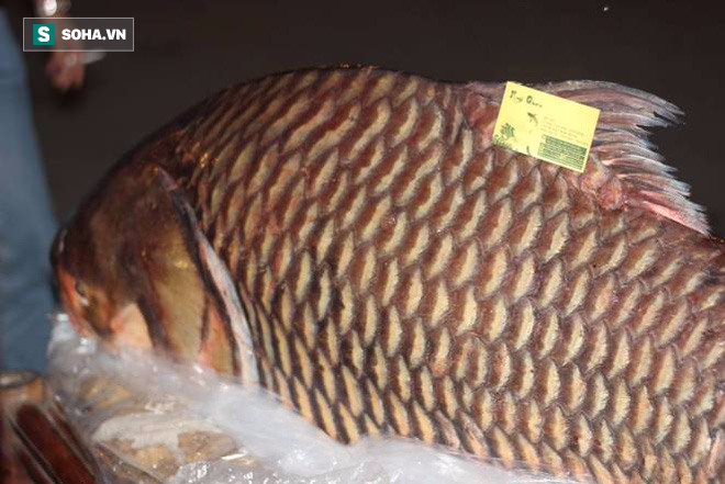 Chủ nhà hàng chi hơn 200 triệu đồng mua cá hô đỏ nặng 98kg về Việt Nam - Ảnh 3.
