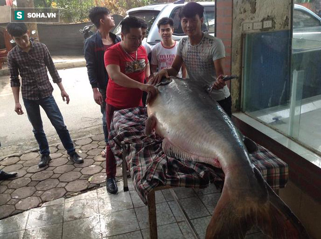 Cá khủng nặng 140kg đánh bắt ở Campuchia được mua về Hà Nội - Ảnh 1.