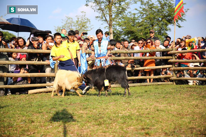 [ẢNH] Độc đáo lễ hội chọi dê Hoàng Su Phì - Ảnh 7.