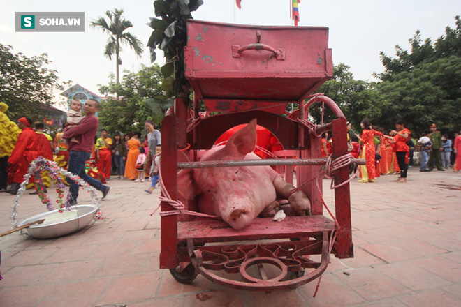 Hội chém lợn gây tranh cãi ở Bắc Ninh năm nay chỉ còn là cứa lợn - Ảnh 1.