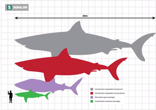 Khoa học đã tìm ra lý do tuyệt chủng của Megalodon, loài cá mập lớn nhất thế giới - Ảnh 1.