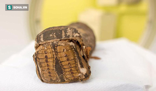 Sai lầm đáng sợ của khoa học: Xác ướp 2300 tuổi ở Ai Cập bị nhầm là... chim ưng cổ đại - Ảnh 3.