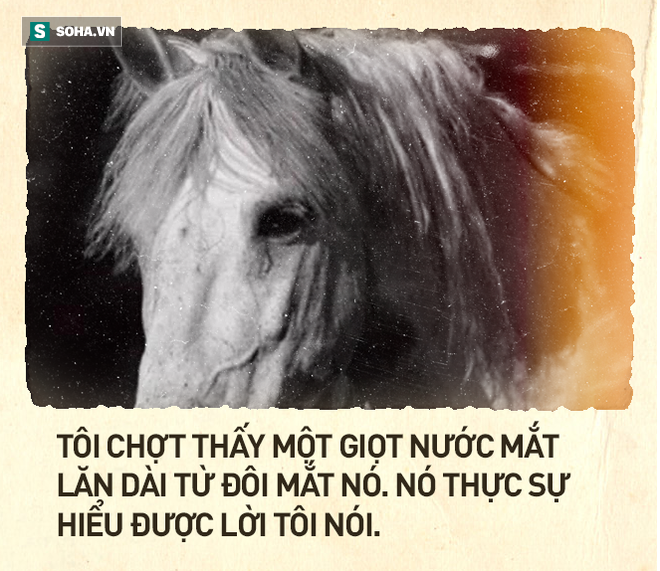 Cái kết thê thảm của chú ngựa Bạch Long Mã phim Tây Du Ký bản 1986 (P2) - Ảnh 4.