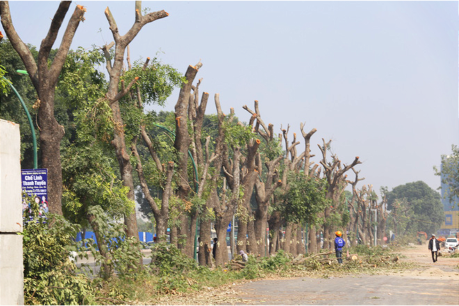 Đường Phạm Văn Đồng chìm trong nắng bụi khi bắt đầu chặt hạ 1300 cây xanh - Ảnh 3.