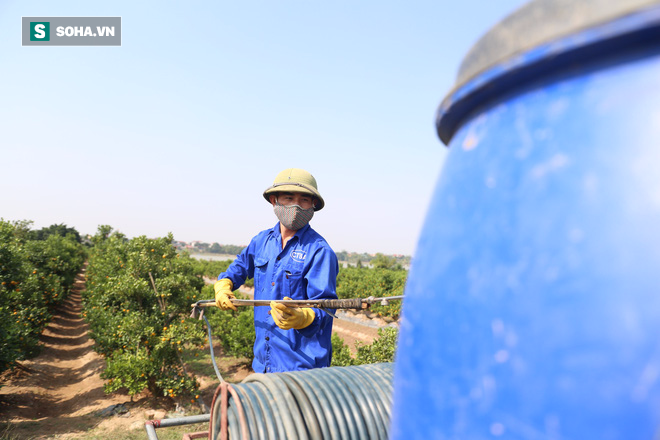 Tết năm nay, người dân Hưng Yên sẽ cho ra mắt loại quất kiểng đẹp, lạ chưa từng có - Ảnh 9.