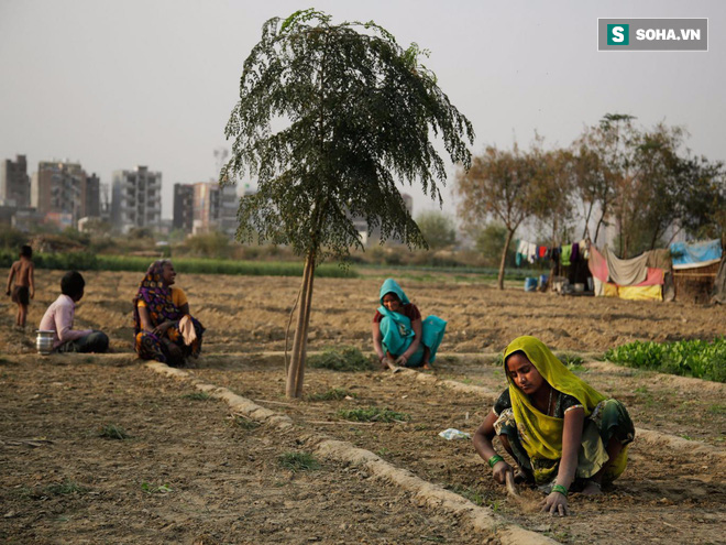 Gần 60.000 người Ấn Độ tự sát vì biến đổi khí hậu: Khi thuốc sâu không dùng cho cây trồng! - Ảnh 1.