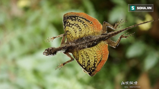Bất ngờ phát hiện sinh vật có ngoại hình giống hệt loài rồng ở Phillipines  - Ảnh 3.