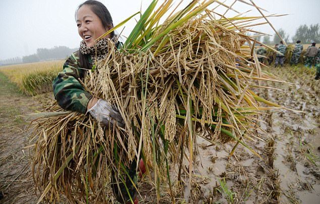Trung Quốc tạo ra lúa cao 2 mét, mong đủ lương thực nuôi 1,3 tỉ dân - Ảnh 2.