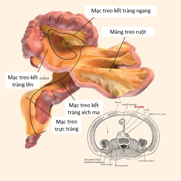 Giới khoa học vừa chính thức xác nhận sự tồn tại của một cơ quan mới trên cơ thể con người - Ảnh 2.