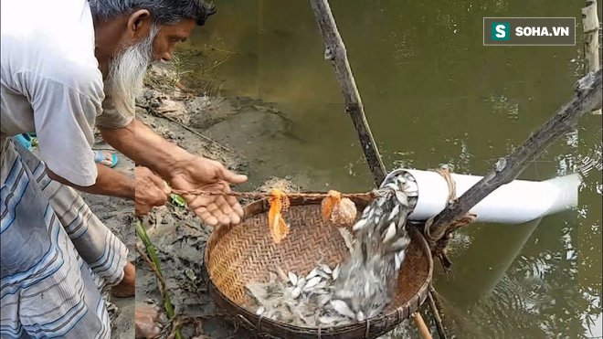 Gừng càng già càng cay: Lão nông chế bẫy cực dị nhưng kết quả không ngờ! - Ảnh 9.