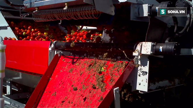 Cỗ máy có năng suất khủng, có thể thu hoạch gần 70 tấn cà chua trong một giờ - Ảnh 1.