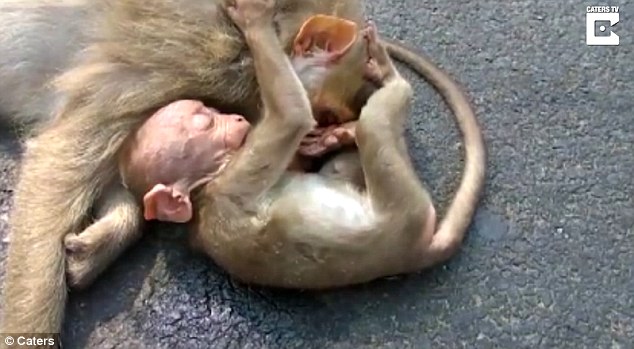 Tình mẫu tử: Khỉ con ôm chặt mẹ không rời sau vụ tai nạn thảm khốc - Ảnh 1.