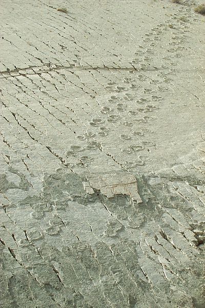 Sự thật về bức tường khổng lồ lưu trữ 5.000 dấu chân khủng long lớn nhất thế giới - Ảnh 3.