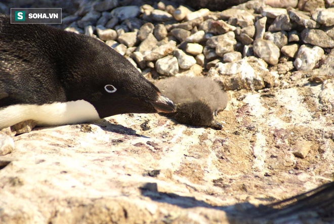 Thảm họa kinh hoàng khiến 36.000 chim cánh cụt non chết đi, chỉ... 2 cá thể sống sót! - Ảnh 1.