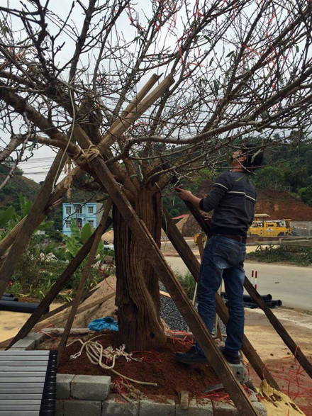 Cánh buôn đào Tết “sốt xình xịch” với cây đào “lạ” ở Sơn La - Ảnh 1.