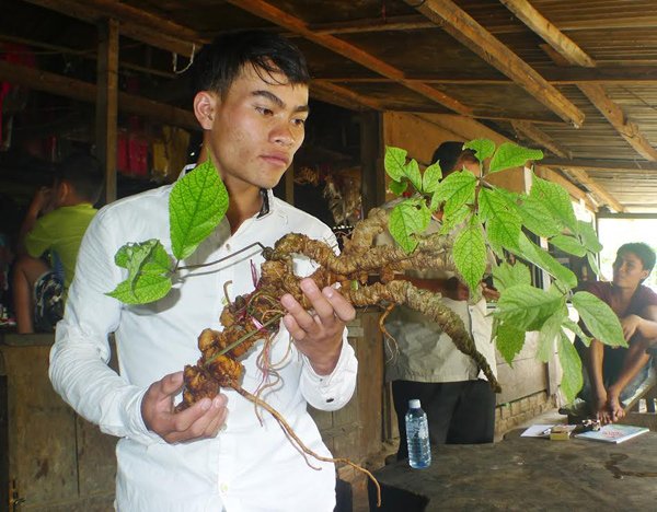 Sâm Ngọc Linh 30 triệu/kg: Thần dược đổ đống, bao nhiêu cũng có - Ảnh 1.