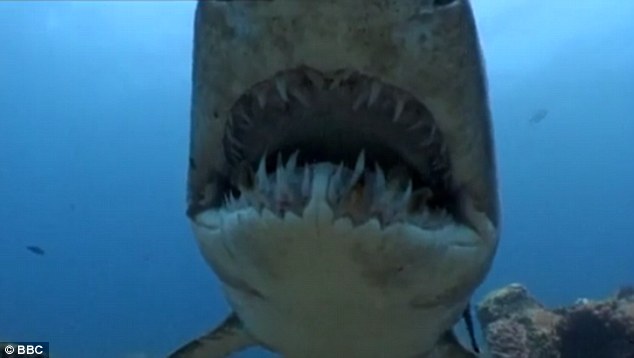 Hãi hùng cá mập con biết thôn tính, diệt trừ nhau từ trong bụng mẹ - Ảnh 2.