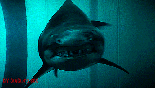 Hãi hùng cá mập con biết thôn tính, diệt trừ nhau từ trong bụng mẹ - Ảnh 3.
