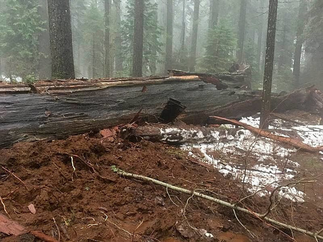 Mỹ: Bão lớn quật ngã cây cổ thụ khổng lồ 1.000 năm tuổi, biểu tượng của bang California - Ảnh 2.