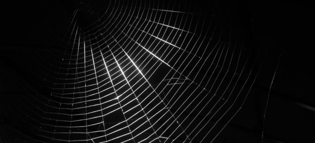 Phát minh ra tơ nhện có hoạt tính kháng sinh hỗ trợ làm lành vết thương - Ảnh 1.