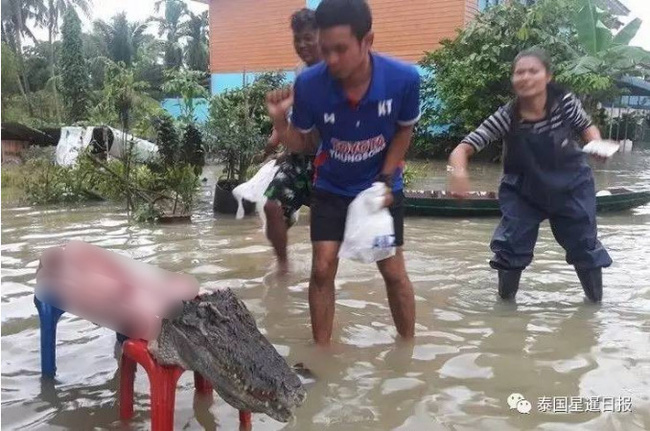 Thái Lan: Mặc kệ mưa lũ, người dân vô tư xẻ thịt cá sấu sổng chuồng giữa dòng nước - Ảnh 2.